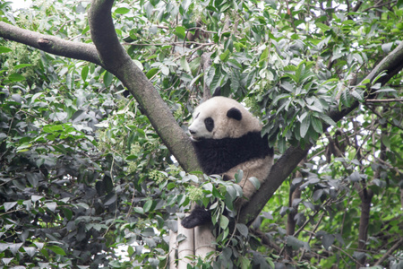 我要上封面-四川-旅游-度假-巴适 图片素材