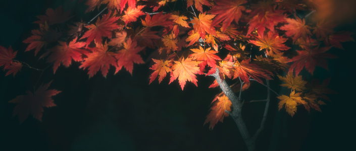 秋天-枫叶-北方的秋天-色彩-静物 图片素材