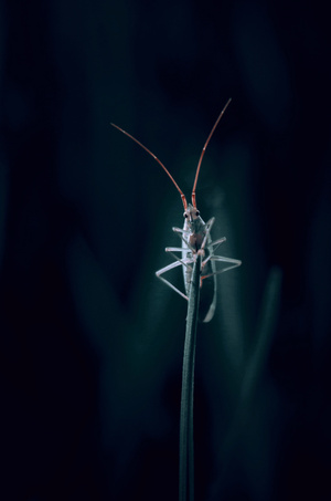 八月-虫子-昆虫-虫子-动物 图片素材