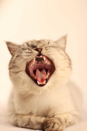 宠物-猫-萌-可爱-猫 图片素材