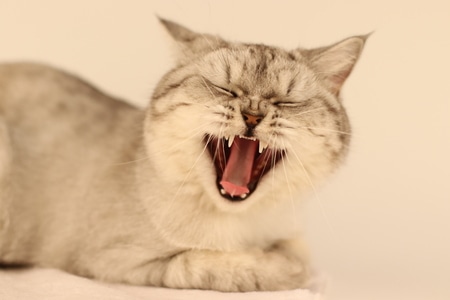宠物-猫-萌-可爱-猫 图片素材