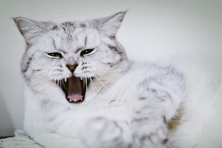 宠物-猫-萌-可爱-猫 图片素材