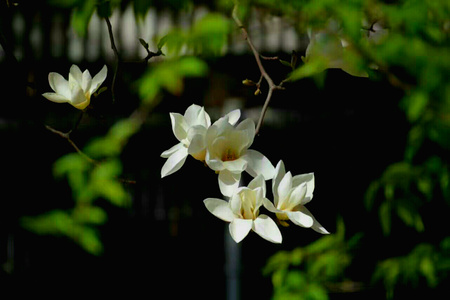 花卉-玉兰花-造型-玉兰花-花 图片素材