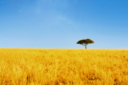 肯尼亚-东非草原-马赛马拉-旅行-风光 图片素材