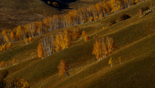 山-色彩-秋天-白桦树-层次 图片素材