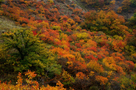 秋色-美景-五彩斑斓-山坡-自然 图片素材