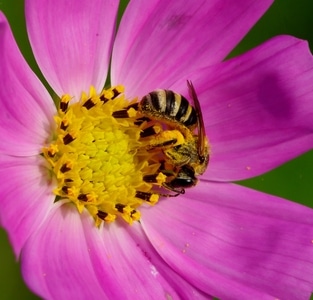 昆虫-微距-蜂-花蕊-蜂 图片素材