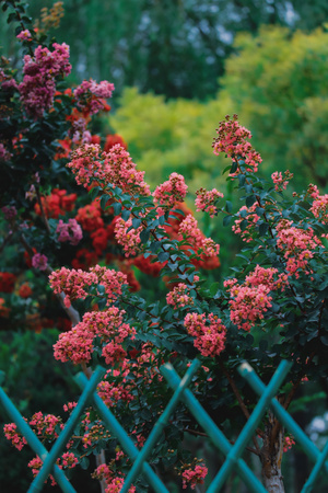 我要上封面-花园一角-花朵-花-花卉 图片素材