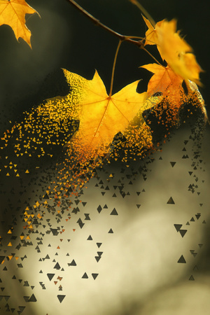 今日立秋-我要上封面-枫叶-树叶-黄叶 图片素材