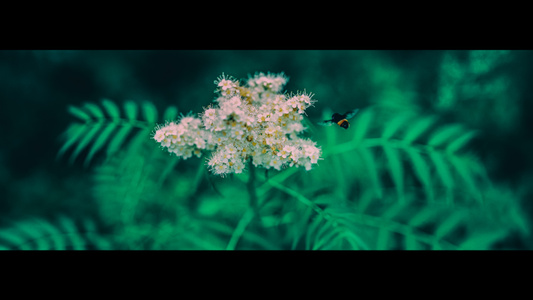 我要上封面-花朵-花卉-花-植物 图片素材