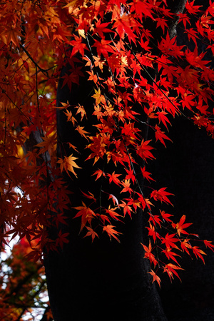 手机-原创-东·京-秋天-枫叶 图片素材