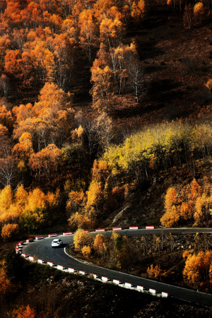 白桦林-记忆-色彩-环境-秋季 图片素材