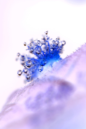 毛毛虫-反相-水珠-露珠-水滴 图片素材