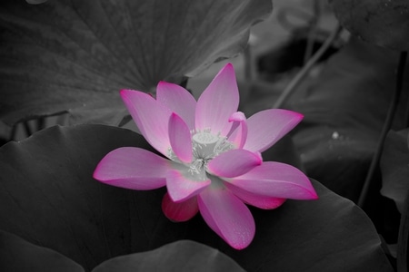 花卉-滤镜-花朵-花卉-花 图片素材