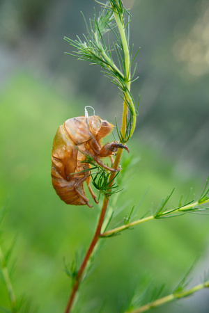 2020-蝉壳-昆虫-蝉-蝉衣 图片素材