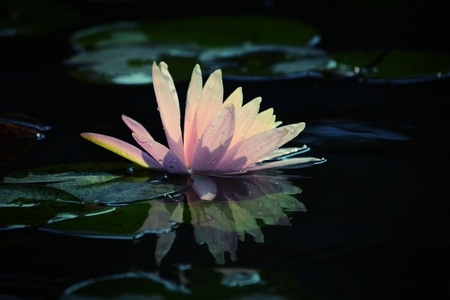 睡莲-水生植物-花朵-花卉-花 图片素材