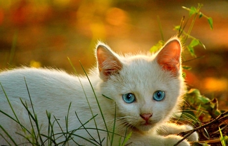 动物-猫-猫咪-猫-白猫 图片素材