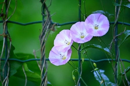 花卉-植物-花-花朵-花卉 图片素材