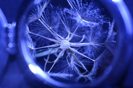 植物-镜子-蒲公英-种子-蒲公英种子 图片素材