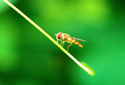 植物-昆虫-昆虫-蜜蜂-动物 图片素材