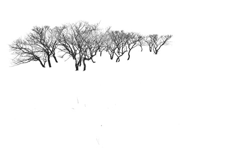 简约之美-灌木丛-自然-风景-雪景 图片素材