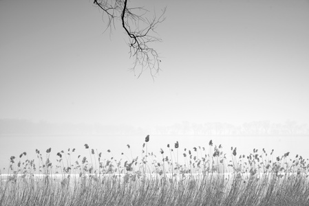 简约之美-冬日-树枝-枝丫-自然 图片素材