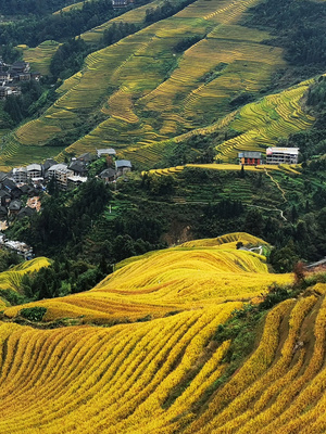 旅途-绿色-龙脊梯田-像素蜂蜜首发-龙脊梯田 图片素材