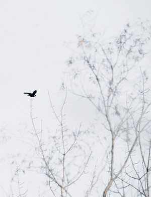 冬之韵-冬-鸟-静-鸟 图片素材