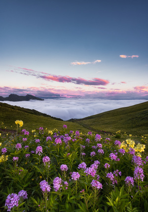 haida滤镜签约-旅行-风景-花-花卉 图片素材