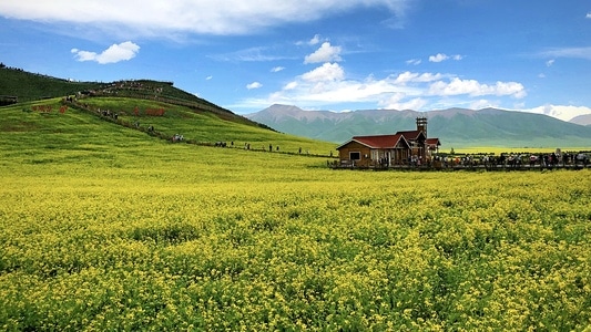 你好2020-手机摄影-旅拍-风景-油菜花海 图片素材