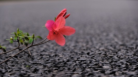中国加油-春-绿-花-花卉 图片素材