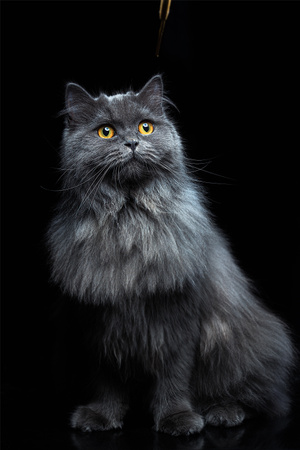 猫-宠物摄影-摄影-商业摄影-动物 图片素材
