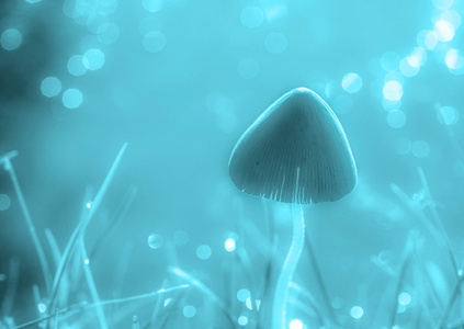 钟山风景区-蘑菇-小蘑菇-蘑菇-菌类 图片素材