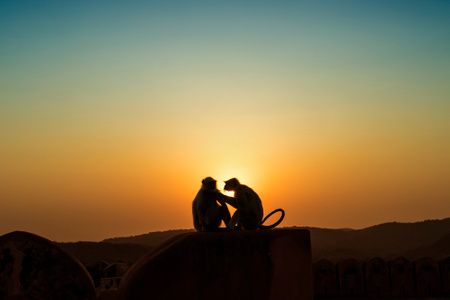动物园-光影-动物-猕猴-夕阳 图片素材