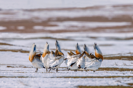 飞羽瞬间-野生动物及鸟类摄影-大鸨-群鸟-鸟类 图片素材