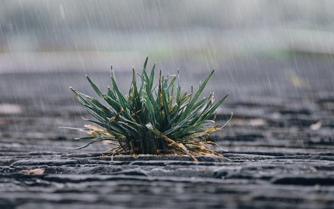 草-下雨-生命-雨天-植物 图片素材