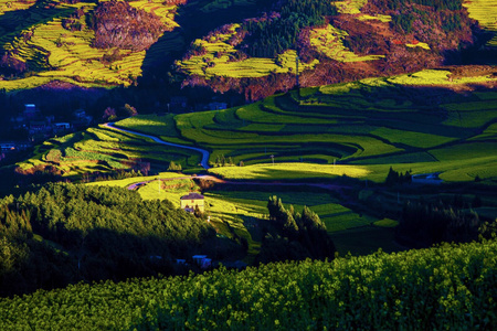 马街-油菜花-风景-风光-农田 图片素材
