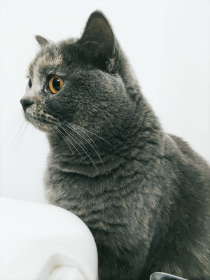猫-日常-猫-动物-猫咪 图片素材