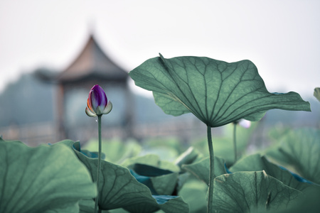 荷-荷塘-花-莲花-荷花 图片素材