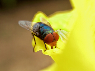 色彩-微距-复眼-苍蝇-昆虫 图片素材