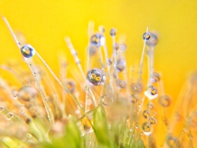 色彩-水珠-花-水珠-花 图片素材