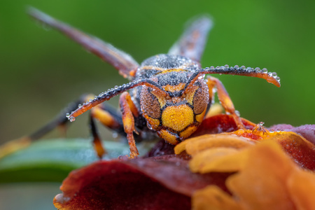 自然-露水-蜂-微观世界-蜂 图片素材