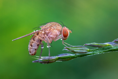 露水-自然-微观世界-蝇-昆虫 图片素材