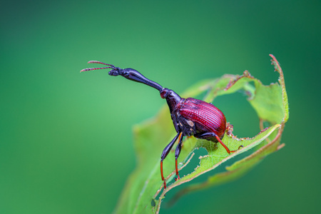 微观世界-自然-象甲-昆虫-甲虫 图片素材