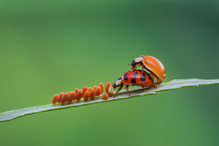 生态-自然-微观世界-瓢虫-卵 图片素材