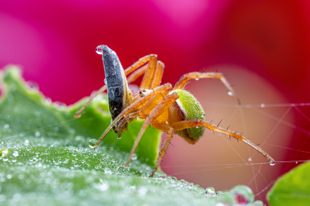蜘蛛-微观世界-生态-自然-蜘蛛 图片素材