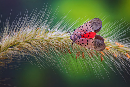 微观世界-生态-自然-蝉-昆虫 图片素材