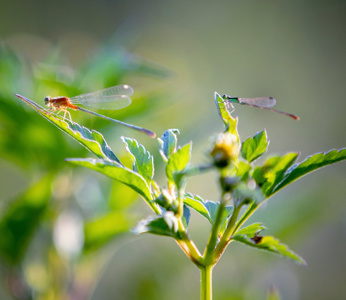 自然之声-翅膀-逆光-植物-昆虫 图片素材