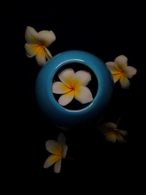 手机拍照-鸡蛋花-静物-花-花朵 图片素材