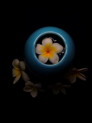 手机拍照-鸡蛋花-静物-花-花朵 图片素材